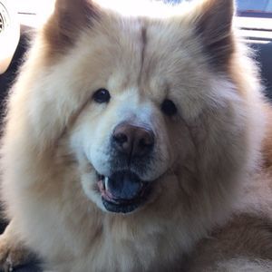 Meet your Posher, Bobby